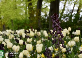 Keukenhof 2021 (25)