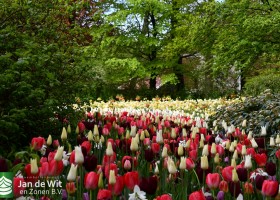 Keukenhof 2021 (26)