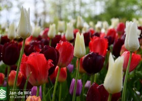 Keukenhof 2021 (27)