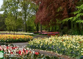 Keukenhof 2021 (29)