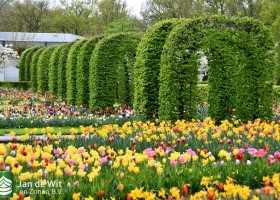 Keukenhof 2021 (3)