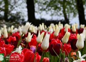 Keukenhof 2021 (30)