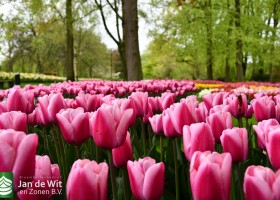 Keukenhof 2021 (33)