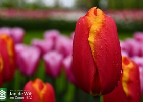 Keukenhof 2021 (35)