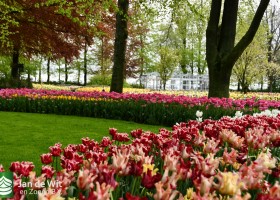 Keukenhof 2021 (36)