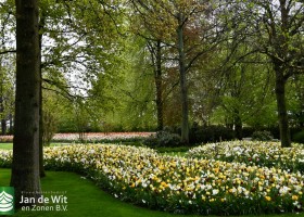 Keukenhof 2021 (37)