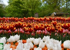 Keukenhof 2021 (38)