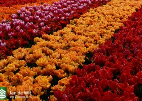 Keukenhof 2021 (39)