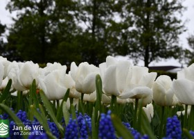 Keukenhof 2021 (4)