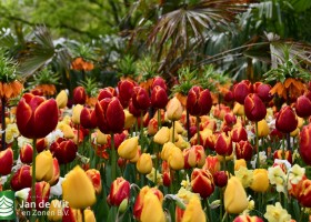 Keukenhof 2021 (41)