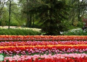 Keukenhof 2021 (42)