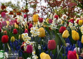 Keukenhof 2021 (43)