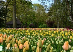 Keukenhof 2021 (45)