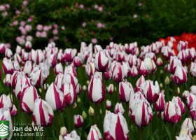 Keukenhof 2021 (46)