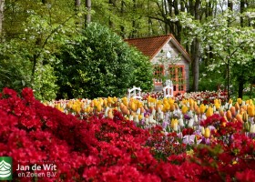 Keukenhof 2021 (47)