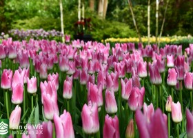 Keukenhof 2021 (48)