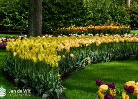 Keukenhof 2021 (49)