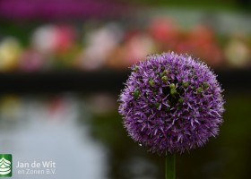 Keukenhof 2021 (5)