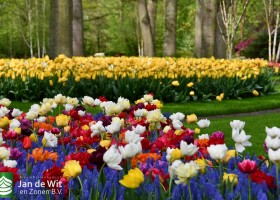 Keukenhof 2021 (50)
