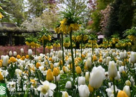 Keukenhof 2021 (51)