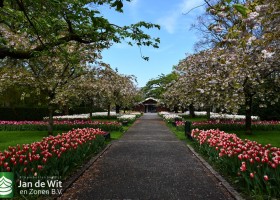 Keukenhof 2021 (54)