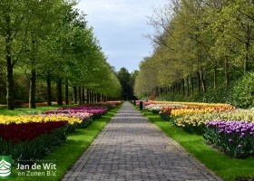 Keukenhof 2021 (58)