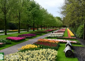 Keukenhof 2021 (59)