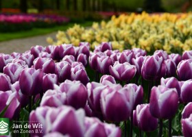 Keukenhof 2021 (60)