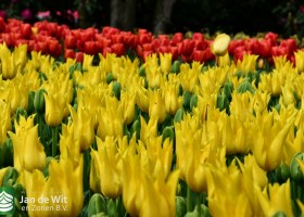 Keukenhof 2021 (61)