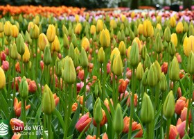 Keukenhof 2021 (62)