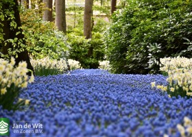 Keukenhof 2021 (63)