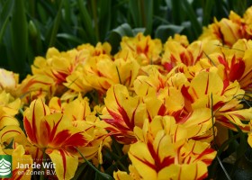 Keukenhof 2021 (64)