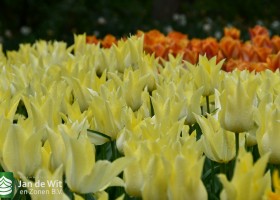 Keukenhof 2021 (65)