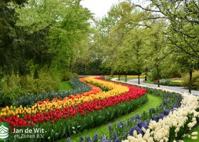Keukenhof 2021 (68)