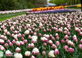 Keukenhof 2021 (70)