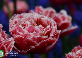 Keukenhof 2021 (73)