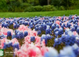 Keukenhof 2021 (74)
