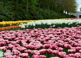 Keukenhof 2021 (76)