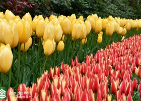 Keukenhof 2021 (77)