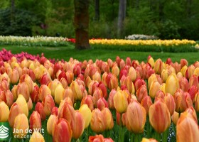 Keukenhof 2021 (78)