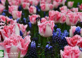 Keukenhof 2021 (79)