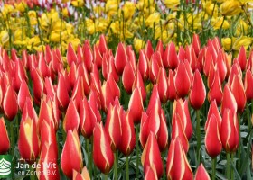 Keukenhof 2021 (80)