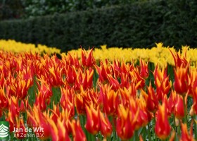 Keukenhof 2021 (82)