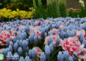 Keukenhof 2021 (83)