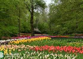 Keukenhof 2021 (85)