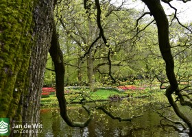 Keukenhof 2021 (87)