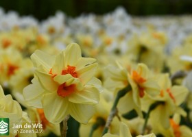 Keukenhof 2021 (9)