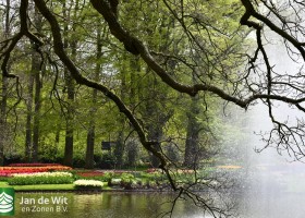 Keukenhof 2021 (90)