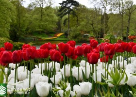 Keukenhof 2021 (91)
