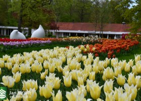 Keukenhof 2021 (92)